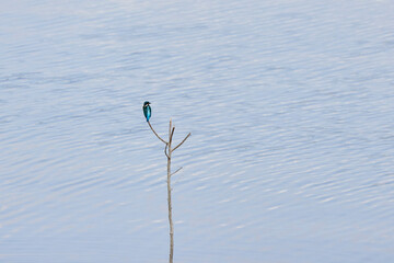 kingfisher sitting on a stick by a lake.