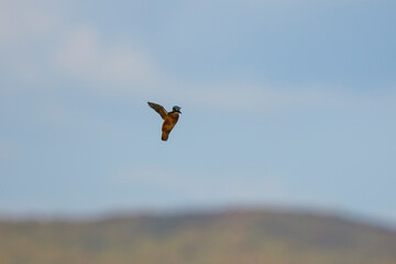 kingfisher in flight over a lake looking for food