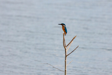 kingfisher sitting on a stick by a lake.