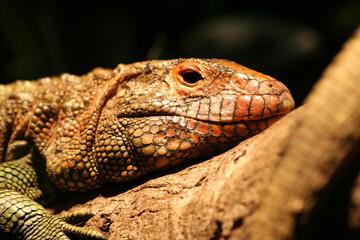 Caiman Lizard