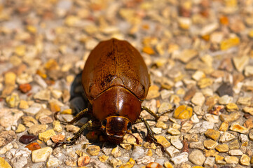 Brown Anoplognathus sitting on small pebbles