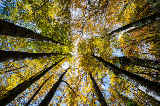 Beech forest in autumn time in the Grevolosa forest in the Llancers mountain range in the Osona region in the province of Barcelona in Catalonia Spain