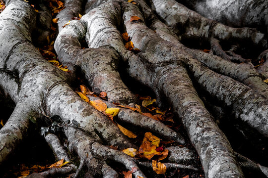 Beech forest in autumn time in the Grevolosa forest in the Llancers mountain range in the Osona region in the province of Barcelona in Catalonia Spain