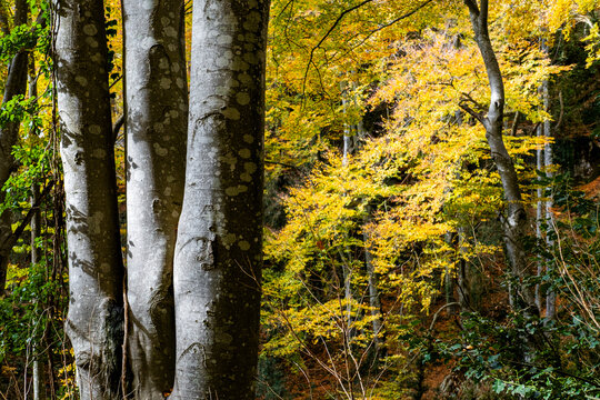 Beech forest in autumn time in the Grevolosa forest in the Llancers mountain range in the Osona region in the province of Barcelona in Catalonia Spain