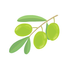 Vector illustration single or set of differents olives branch isolated. Olive fruit with leaves, agriculture product for healthy oil. Good illustration for label, menu, icon, symbol