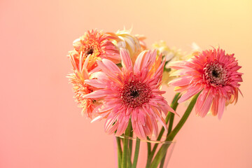 Cluster of Gerbera daisies closeup, against a violet-red background