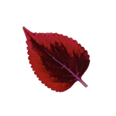 solenostemon coleus leaf, color realistic plant leaf