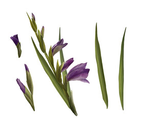 Obraz premium Watercolor gladioluses plant, hand drawn digital floral illustration, set of flowers, buds and leaves. Isolated on a white background for greeting, invitations, birthday cards, prints, flyer, stickers