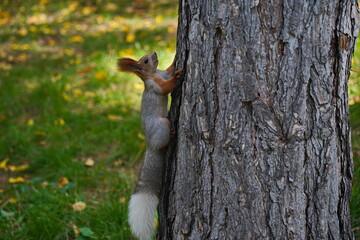 Squirrel in one of the city parks.