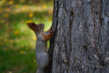 Naklejka na ściany i meble Squirrel in one of the city parks.