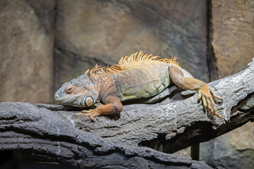 The common green iguana. City Zoo, Baku, Azerbaijan.