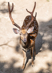 Sika Deer with beautiful antlers. City Zoo, Baku, Azerbaijan.