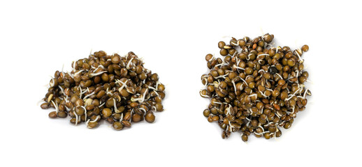 Lentils Sprouts, Sprouted Black Lentil Grains, Dal, Daal, Dhal, Masoor