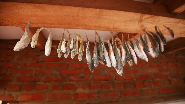 Dried fish hangs on a string under the roof on a wooden beam