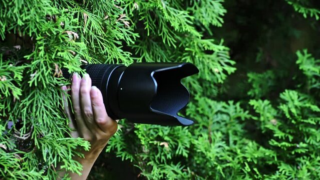 A private detective takes photographs with a camera. Paparazzi take pictures from the bushes in the park.