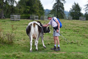 Mann streichelt Kuh auf einer Weide am Salten in Südtirol 