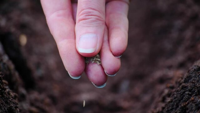 Farming concept. A farmer's hand plants seeds in the soil in rows. 