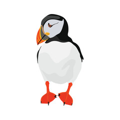 Vector illustration single or group of puffin in flat style design. Atlantic cute bird wildlife animal. Aves in different view, flying and stand alone. Good use for label, icon, t-shirt