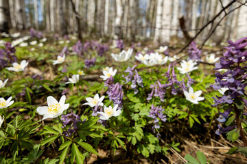 White anemone flowers in spring forest. Spring nature background. Beautiful nature landscape. Glade of anemone nemorosa.
