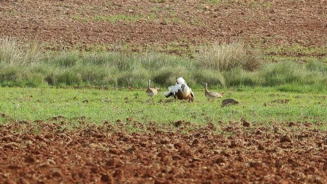Great bustard male and females in mating season with the first lights of spring