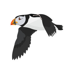 Vector illustration single or group of puffin in flat style design. Atlantic cute bird wildlife animal. Aves in different view, flying and stand alone. Good use for label, icon, t-shirt