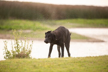 Great and amazing breed of dogs, black Malinois