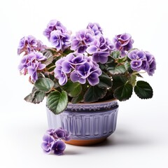 View African Violet Poton A Completely White Bac C, Isolated On White Background, High Quality Photo, Hd