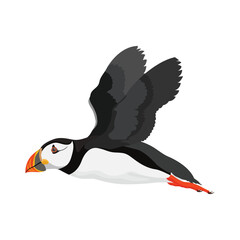 Vector illustration single or group of puffin in flat style design. Atlantic cute bird wildlife animal. Aves in different view, flying and stand alone. Good use for label, icon, t-shirt