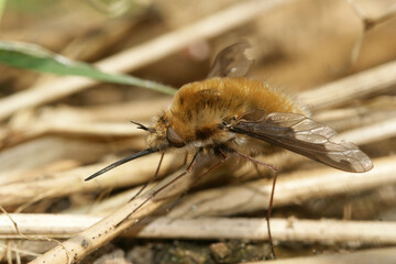 Closeup of the odd parasite , the dark-edged bee-fly , Bombyblius major, sitting on the ground