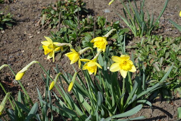Buds and five bright yellow flowers of daffodils in mid March
