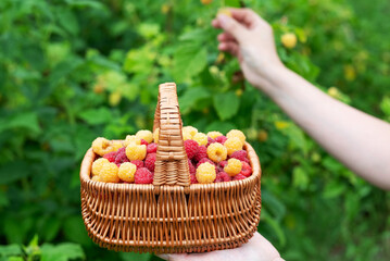 A basket with yellow and red raspberries in a hand on a background of bushes with berries. The concept of harvesting raspberries.