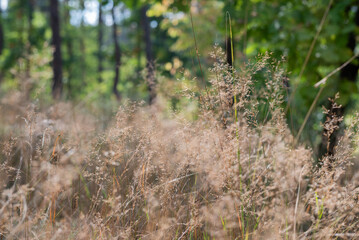 Blurred image of dry herbs against a forest background. Autumn background.