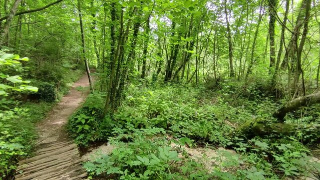 Senerchia - Panoramica del bosco dal sentiero per la Cascata Acquabianca