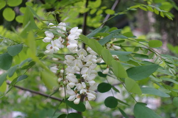 Group of white flowers of Robinia pseudoacacia in May - obrazy, fototapety, plakaty