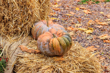 Decorative composition of the pumpkins with colorful leaves. Fall, Thanksgiving and Halloween...