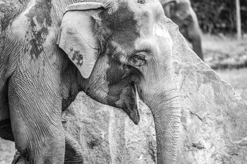 Indian elephant in the zoo. Detailed view on sunny autumn day. Black and white photography.