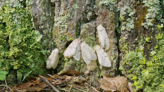 Butterflies of a gypsy moth (Lymantria dispar) on a tree trunk.