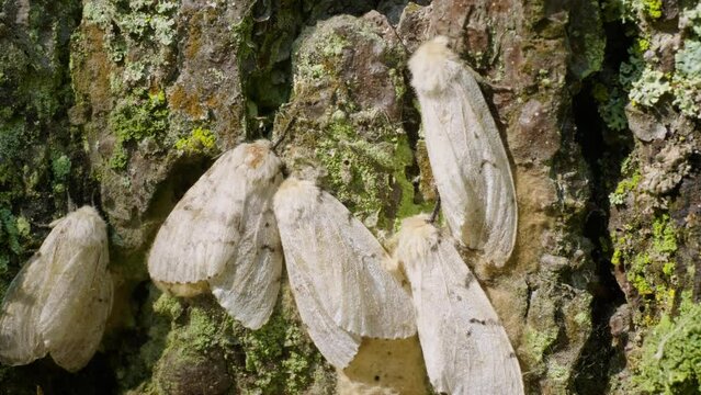Butterflies of a gypsy moth (Lymantria dispar) on a tree trunk.