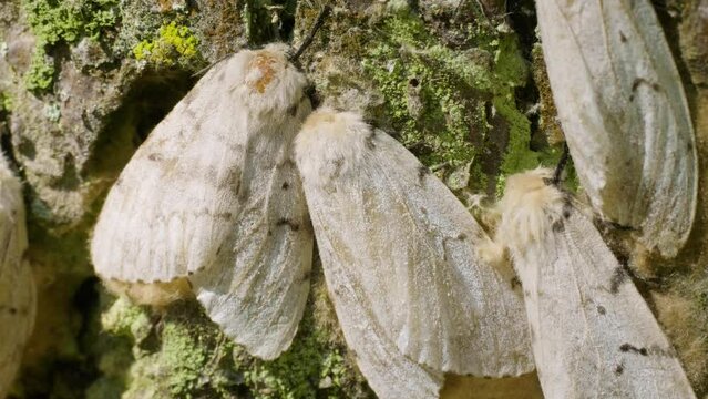 Butterflies of a gypsy moth (Lymantria dispar) on a tree trunk.