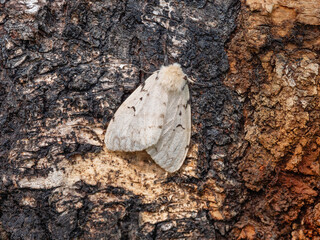 Butterflies of a gypsy moth (Lymantria dispar) on a tree trunk.