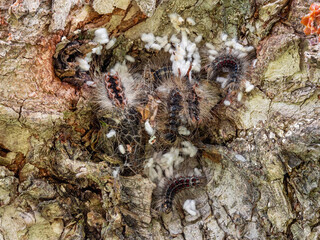 Сaterpillar nest of a gypsy moth (Lymantria dispar) on a tree trunk.