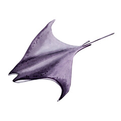 Hand drawn watercolor illustration of manta ray. Underwater coral sea isolated design element. Travel adventure sea creature.