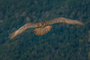 eagle in flight