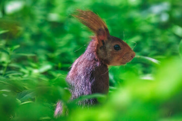 squirrel in the park