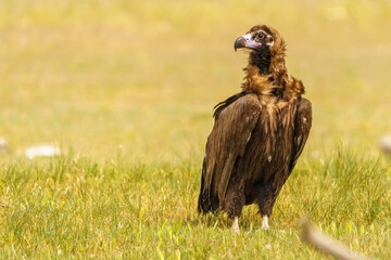 red tailed hawk