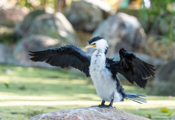 Australian pied cormorant and Ibis