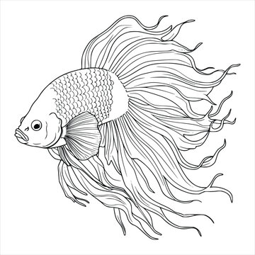  Betta Fish Coloring Pages For Kids