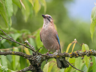 Eurasian jay