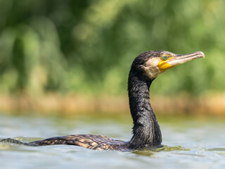 Great cormorant