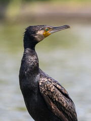 Great cormorant